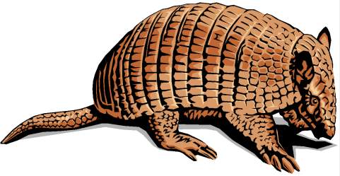 armadillo